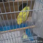 عصفورة البادجي انثى مع القفص 75 ريال العلا