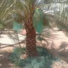 نخل نقايل وفسايل