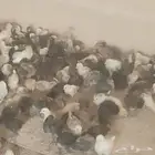 صوص عمر 25 يوم الجوز 5 يال