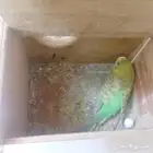 زوح بادجي استرالي منتج