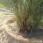 نخل عربي وواشنطني