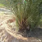 نخل فسايل ونقايل