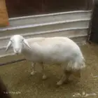 نعجه حري شحم للبيع