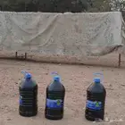 عسل طلحه