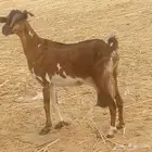 معزه