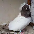 حمام سوداني انثى فاخرة