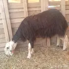 شات طيبه ب الحيل تو مسدسه