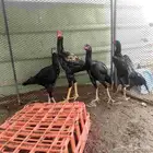 دجاج باكستاني