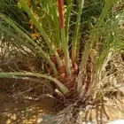 نخل فروخ مثمرة
