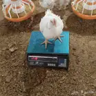 دجاج حي لاحم