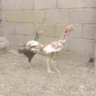 للبيع دجاج ديك باكستاني