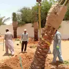 نخل