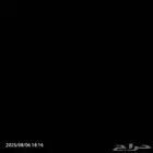 دجاجه فيومي شبابي العدد حبه وحده