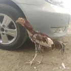 للبيع ديك