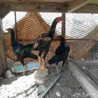 دجاج باكستاني