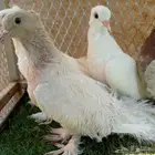 صنعاني سلكي الحد 150 للجميع