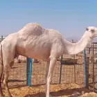 ناقه طيبه تم البيع