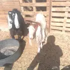 تيس ثني عليه 700