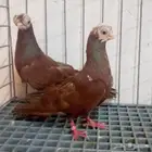 زوج حمام كورى بول هد تم البيع