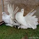 رقاص امريكي ابيض صك تم البيع