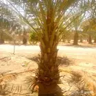 نشتغل في جميع صيانه المزارع