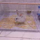 الدمام حي المنار