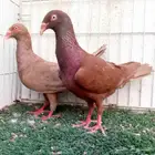 زوج دنش تم البيع