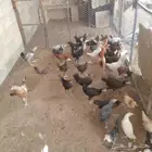 رقم الجوال