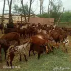 غنم دهم للبيع العدد 80رس صغير كبير