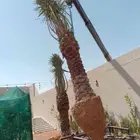 نخل