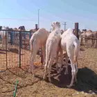 قعدان طيبه فل شحم