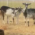 معزه