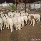 خرفان سواكن