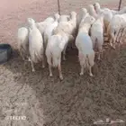 طليان رفيدي