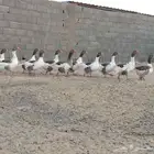 وز بلدي محمل بيض وبطون نازله وأحجام طيبه تب التب والعدال فل