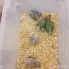 فروخ روز وفشر