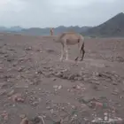 ناقه ذلول للبيع
