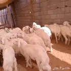 ذبايح حري .. متوفر تمارا ( الرياض مخرج 36 )