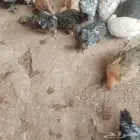 صوص بلدي وفيومي