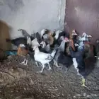 دجاج بلدي