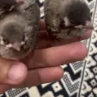 للبيع بلابل عربي فروخ بقي اثنين