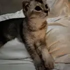 قط سكوتش فولد