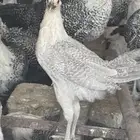 فيومي المنيوم(تم البيع)