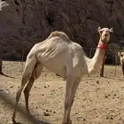 بكره حقه أبوها الحصيني جمل القبيضي أمها مهجنه فيها