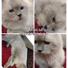 للتبني ومخافه الله فيه