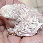 فروخ روز البينو محجلة مع المرفقات