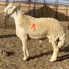 مشاريع فحول حريه صنف الصنف درجه اولى