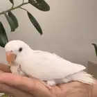 فرخين روز البينو صافي تم البيع