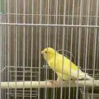 كناري تغريد وتر سلاجر