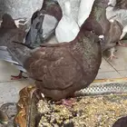 حمام فرش وكنج وحمام مصري فيه احجام طيبه